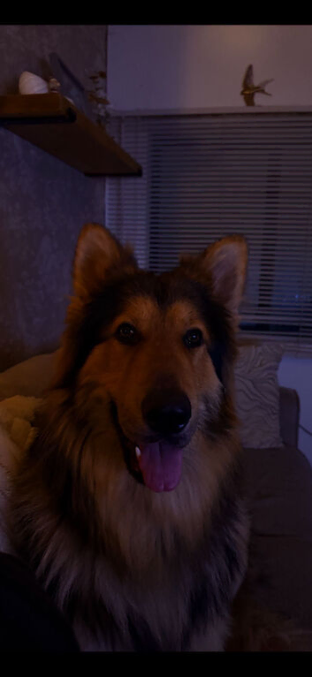 Long Haired German Shepard Stud