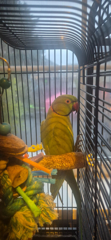 Beautiful indian ringneck