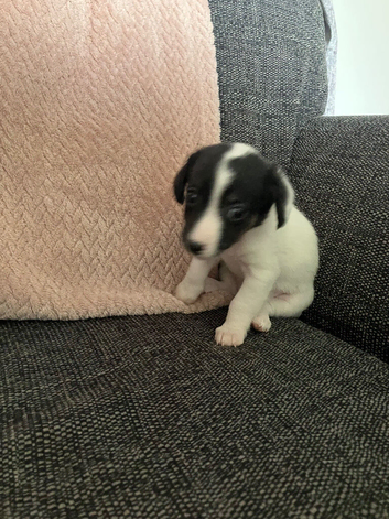 Jack Russel puppies