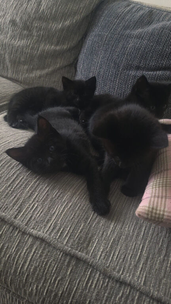 Little ninjas 8 weeks old will be ready to go in two weeks.