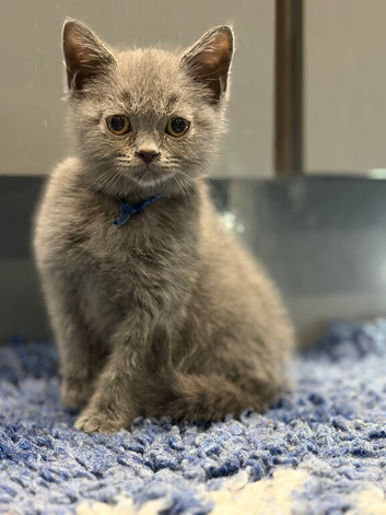 Two stunning British short haired kittens READY NOW