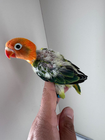 Young baby Love bird for sale