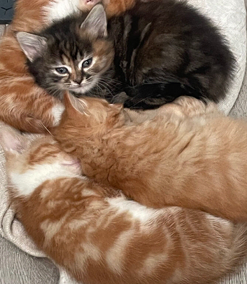 Fluffy tabby kitten