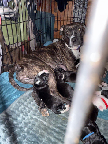 We are thrilled to announce a beautiful, healthy litter of 9 puppies born from a wonderful, loving match. These little ones are the perfect blend of t