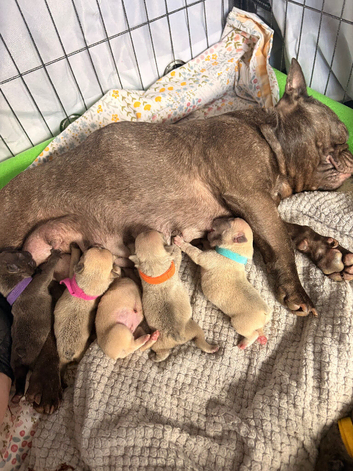 Frenchie pups