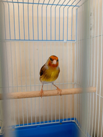 One goldfinch mule cock bird for sale