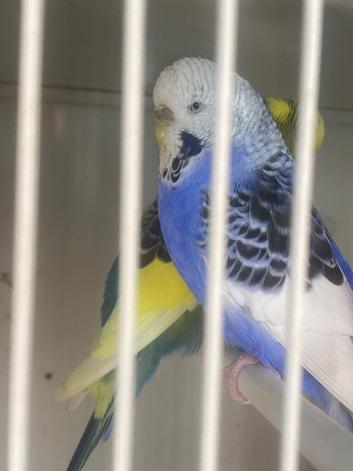 Pair of budgie
