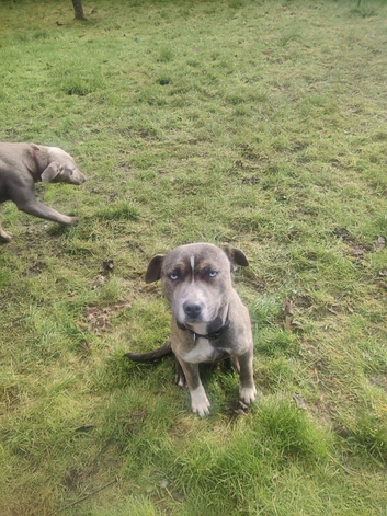 14 months dog for rehoming