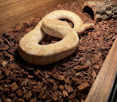 Male Banana Ball Python