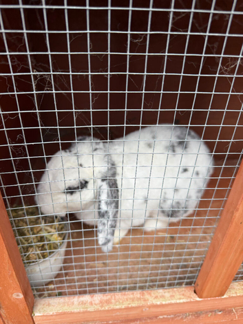Rabbit unknown breed