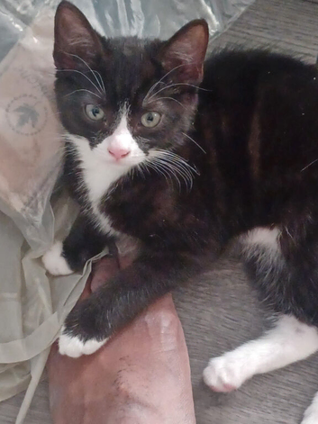 Nala cute and friendly