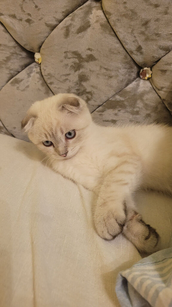 Scottish fold/straight kittens