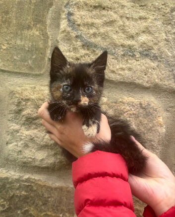 Kitten ready now!