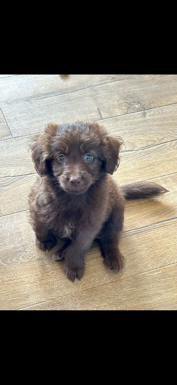 Goldendoodle - LAST BOY LOOKING FOR FAMILY