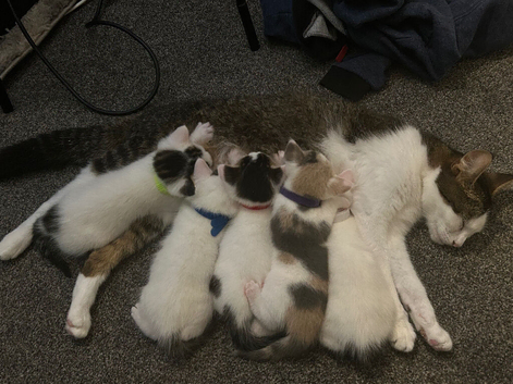 3 playful male kittens available