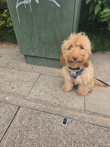 Male cockerpoo
