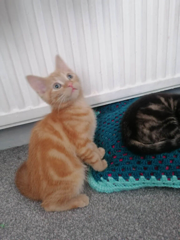 11 WEEKS OLD KITTEN TABBY GINGER WHITE BOY GIRL