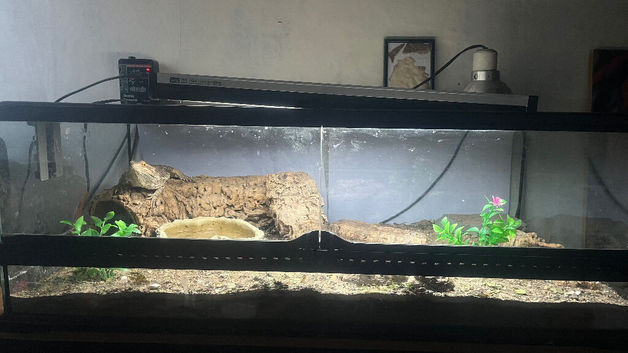 Bearded dragon + tank & set up included