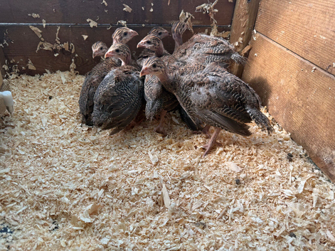 Guinea fowl keets
