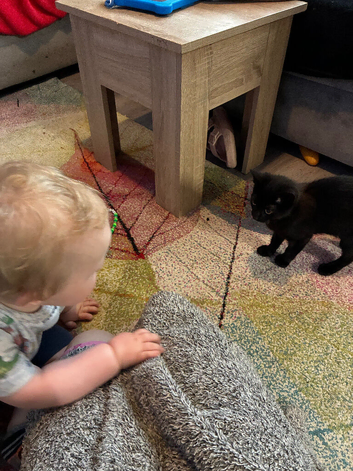 Black kitten 15 weeks old