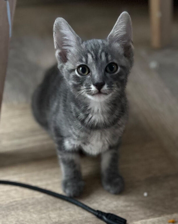 Savannah cross kittens for sale