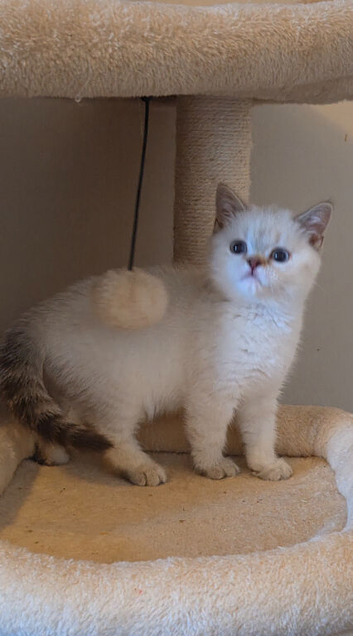 British Shorthair kittens