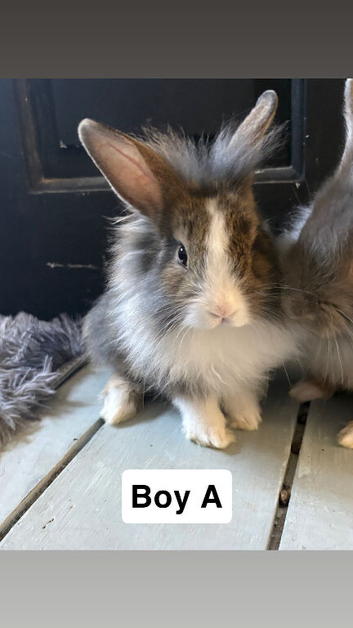 Adorable Baby Bunnies Looking for Their Forever Homes
