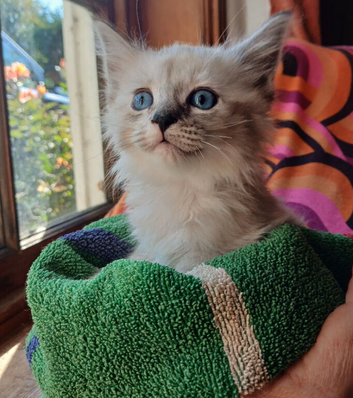Soppy natured Mainecoon/Ragdoll/Burmese cross kittens, from &pound;300