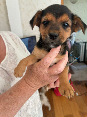 5 Jack Russell cross Yorkshire terrier puppies
