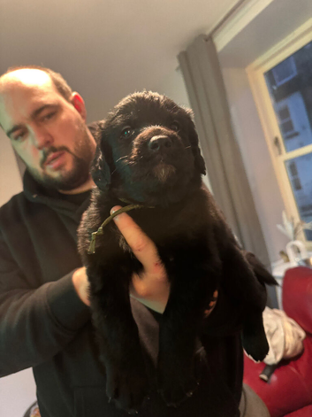 Male puppy