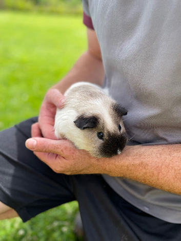 Two female Guinea Pigs looking for a new home