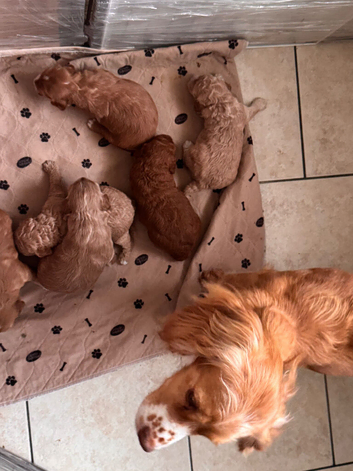 Gorgeous Toy Cockapoo