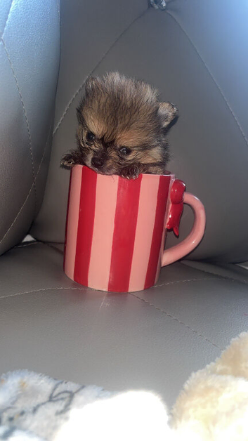 Pomeranian puppies