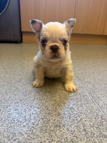 FLUFFY FRENCH BULLDOG