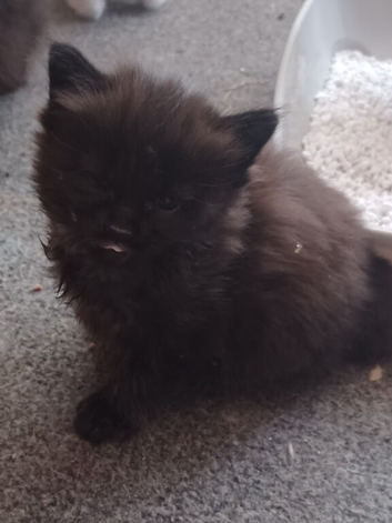 1 white male 1 brown tabby female maincoon looking for his forever home