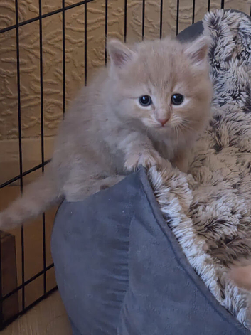 Beautiful kittens