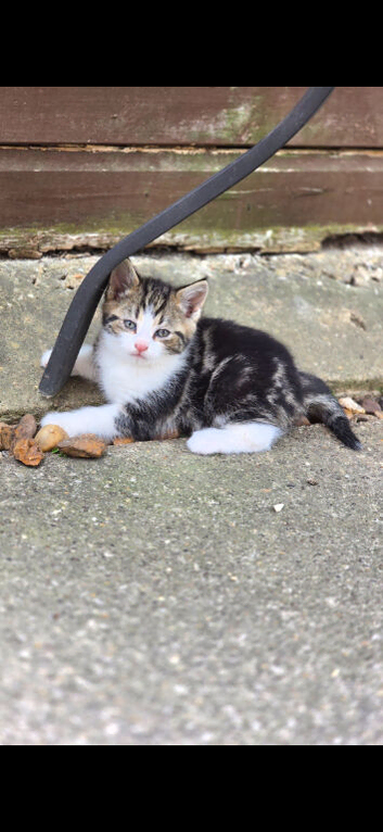 cute fluffy kittens
