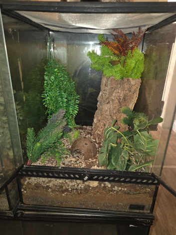 Crested Gecko with Vivarium Setup