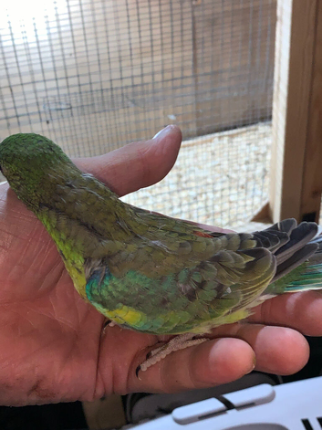 Baby redrumps parakeet s