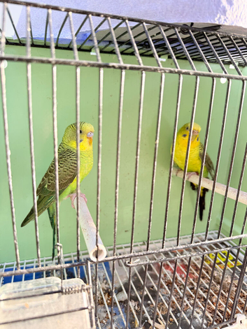 Black wing budgies pair