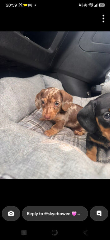 Mini dachshund