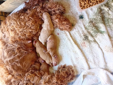 F1b cavapoo