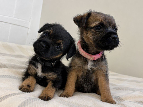 2 girls left KC registered border terrier puppies