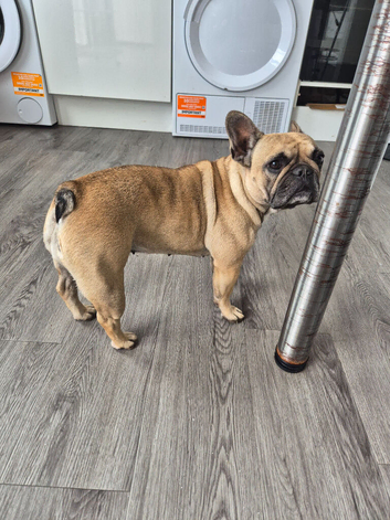 Bonnie needs her forever home