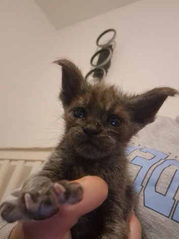 Maine coon polydactyl