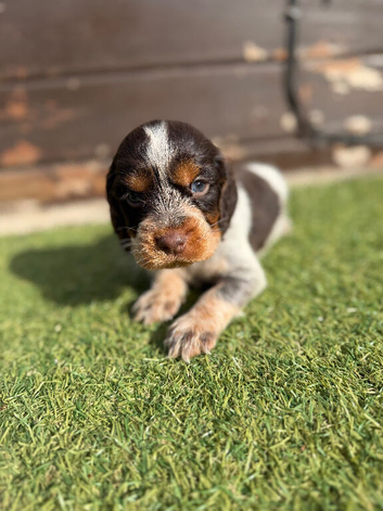 Cocker spaniel puppies