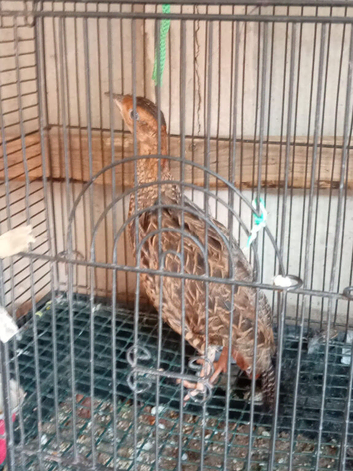 Female black francolin