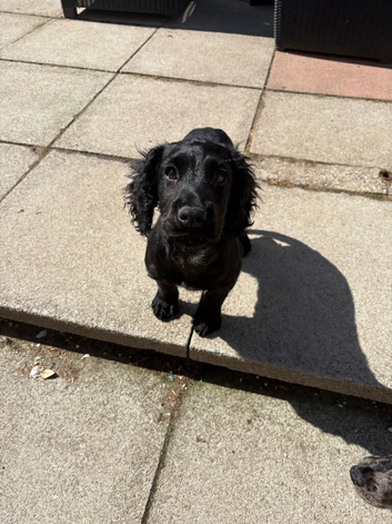 Cocker Spaniel Brothers