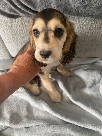 Cocker spaniel puppies