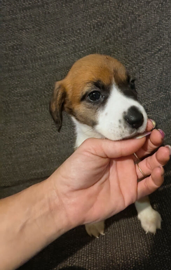 Beautiful puppies - cross of Ridgeback-border collie & Sharpei
